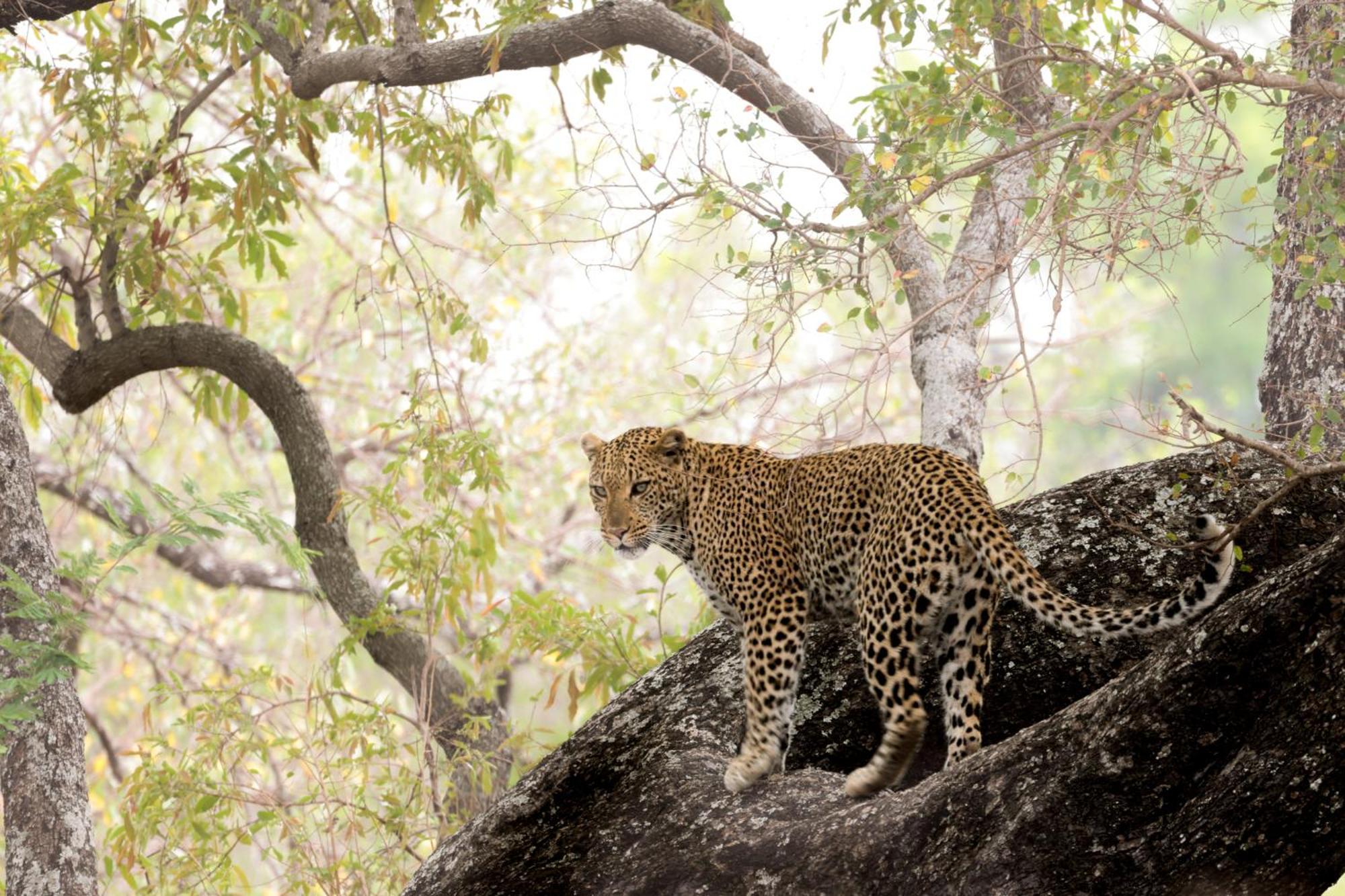 치소모 사파리 캠프 호텔 Karongwe Game Reserve 외부 사진