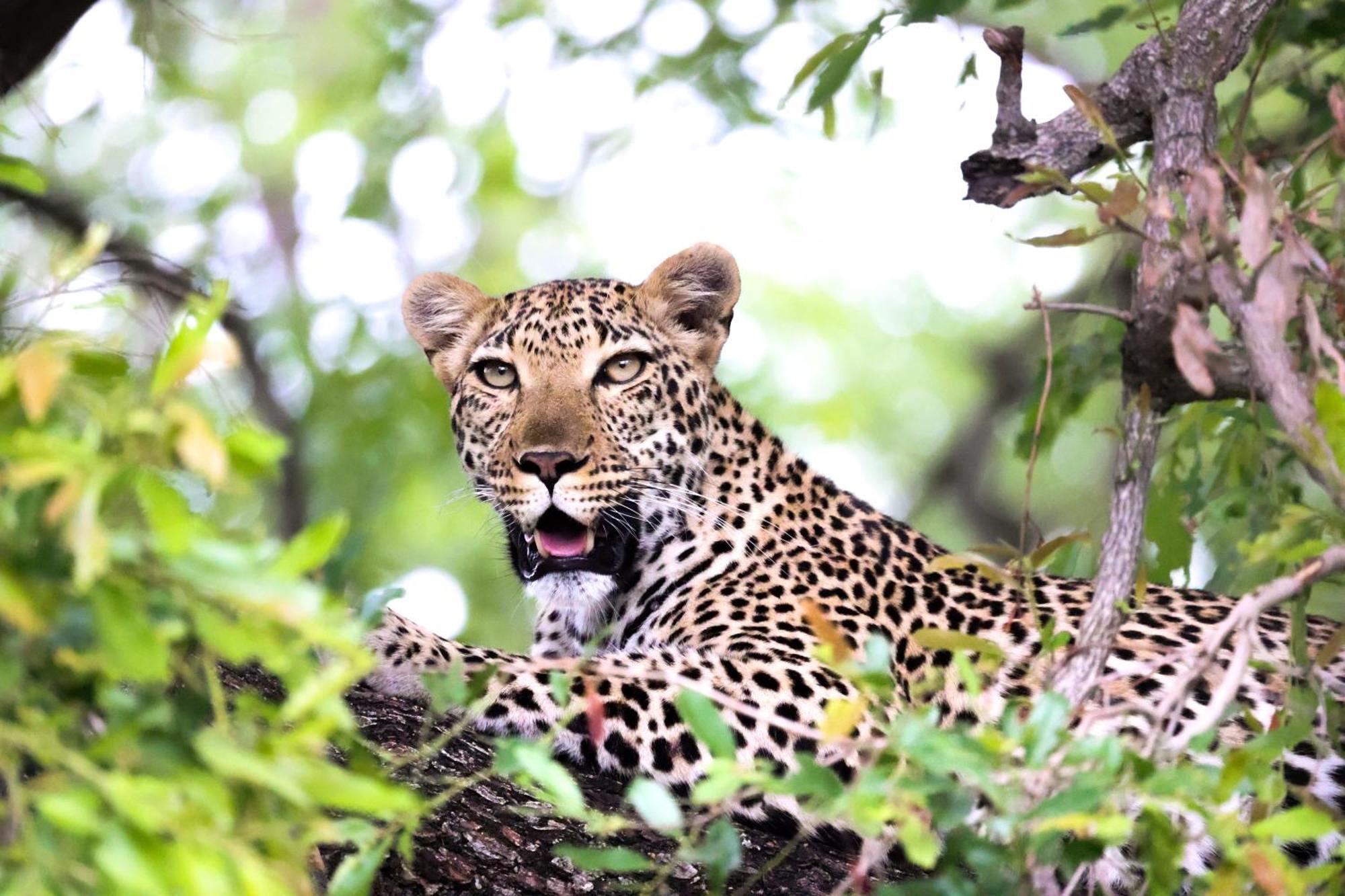 치소모 사파리 캠프 호텔 Karongwe Game Reserve 외부 사진