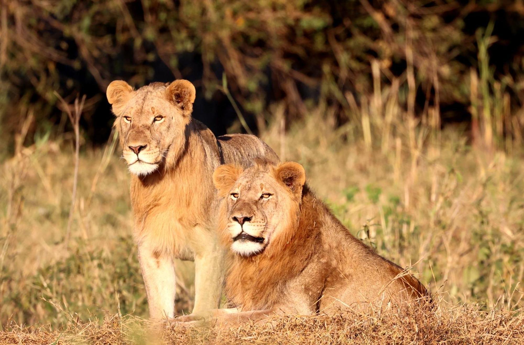 치소모 사파리 캠프 호텔 Karongwe Game Reserve 외부 사진