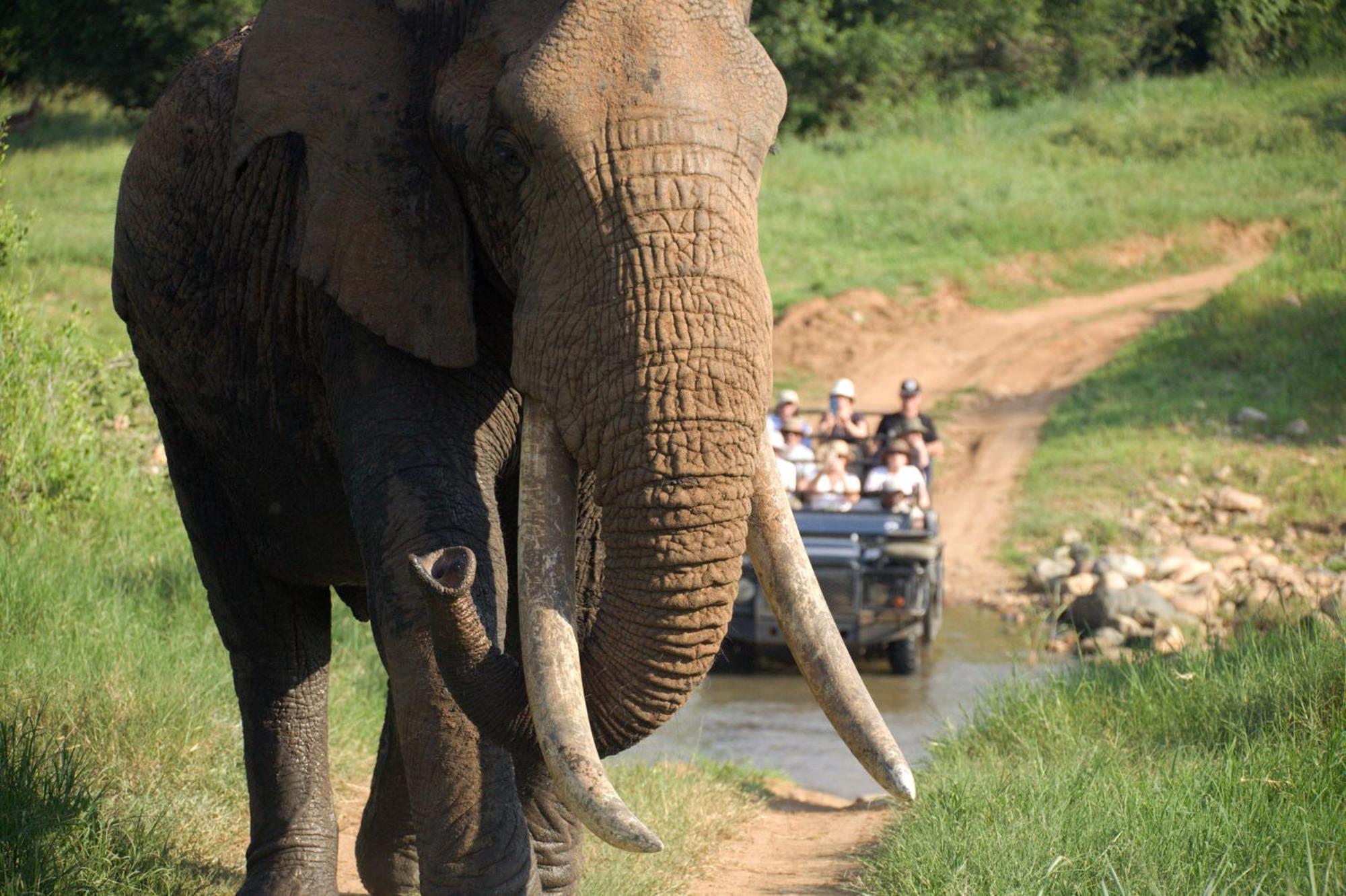 치소모 사파리 캠프 호텔 Karongwe Game Reserve 외부 사진
